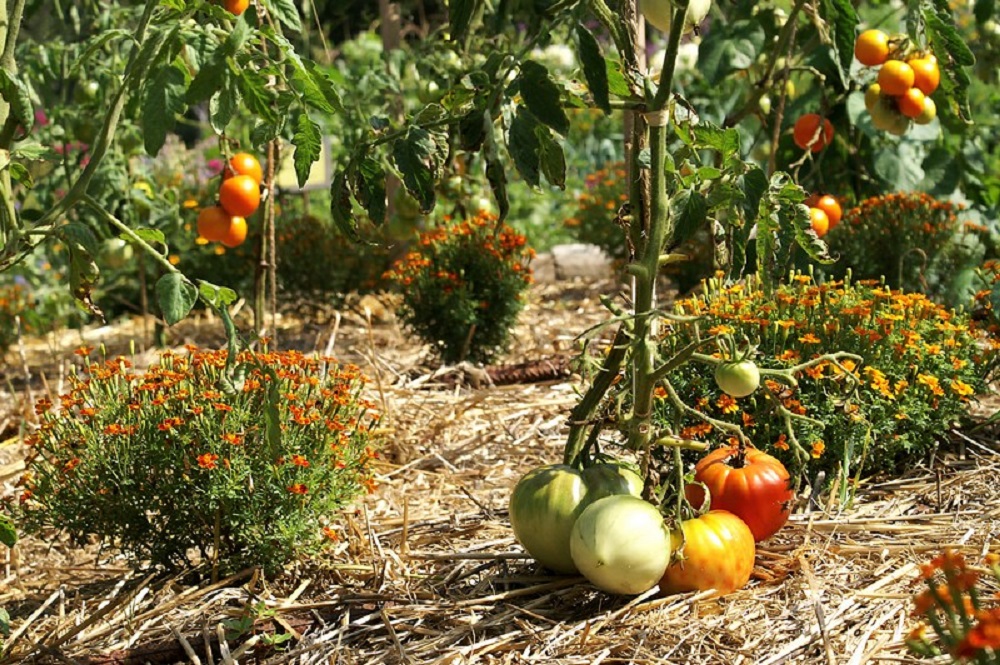 Le Mulch ou Paillage du Sol