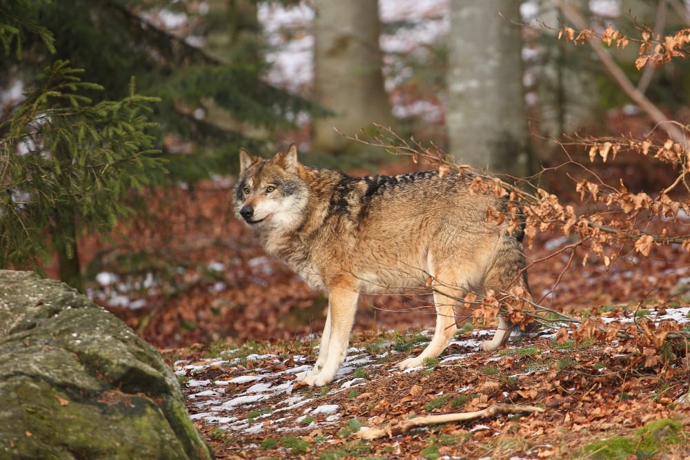 L'impact de la Biodiversité sur les Paysages du YellowStone