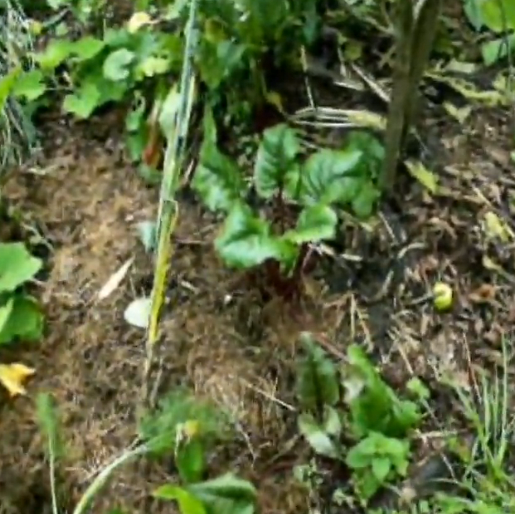 Jardin Forêt d'Het Voedeslbos