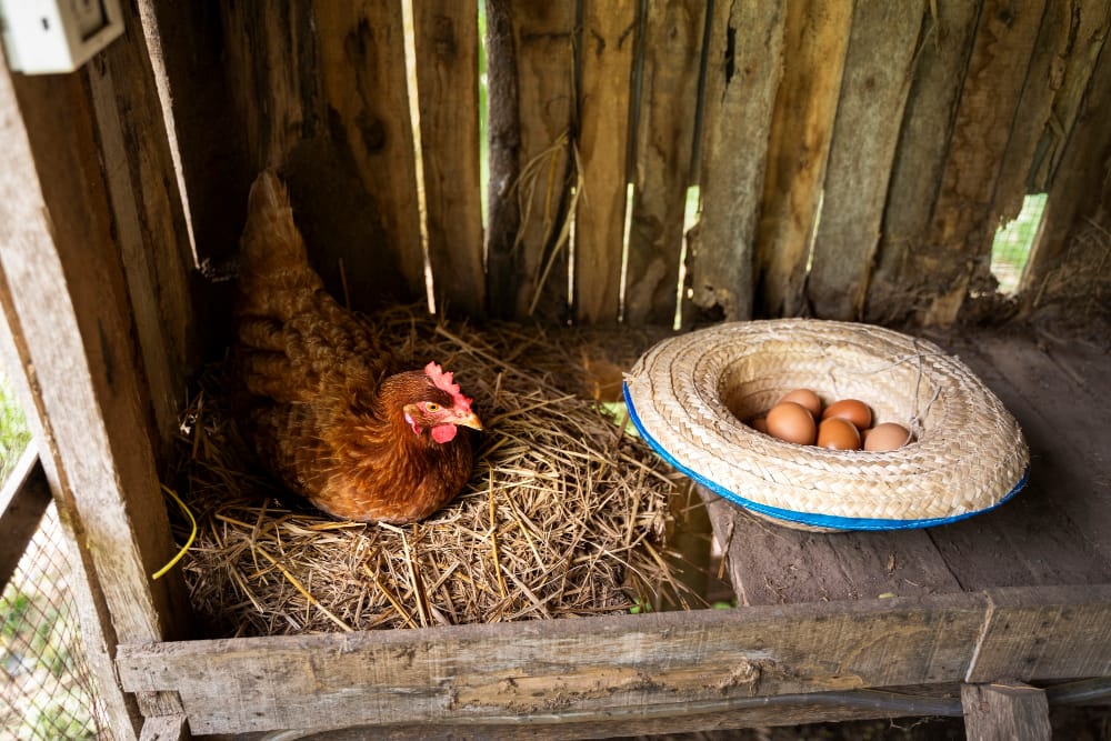 La Poule et le Poulailler