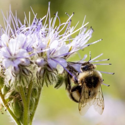 Sale temps pour les abeilles