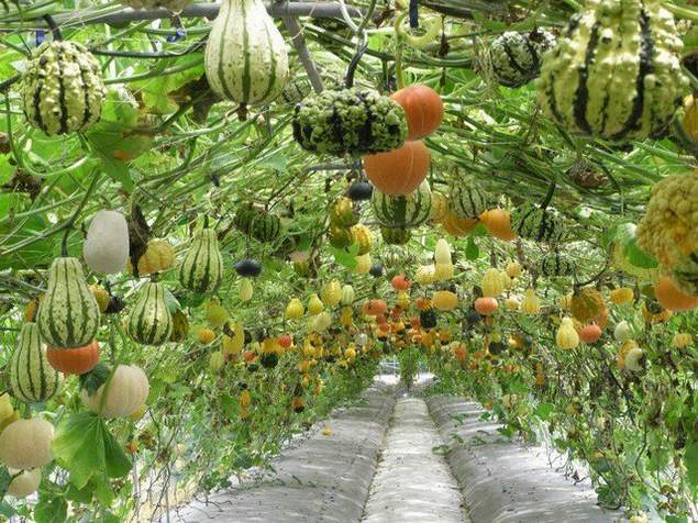 Concevoir un Jardin en Permaculture