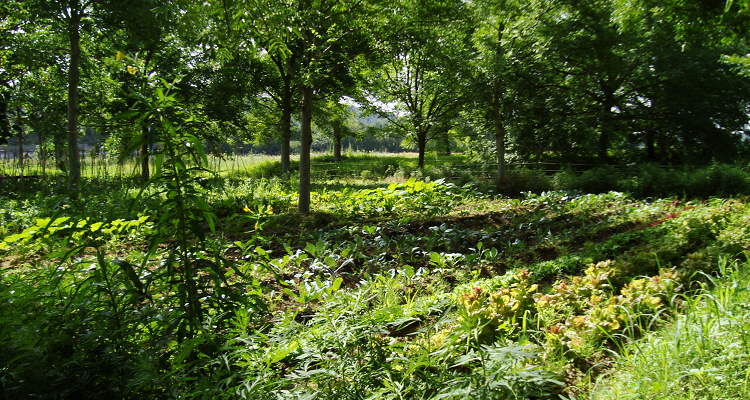 Agro-Foresterie - Maraichage sous les Arbres