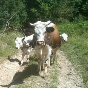 Benoit - Vache