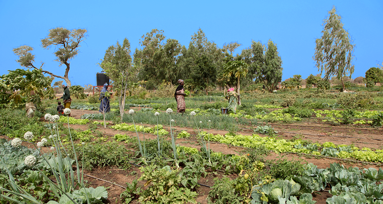 Colibantan - Un Potager dans le Désert
