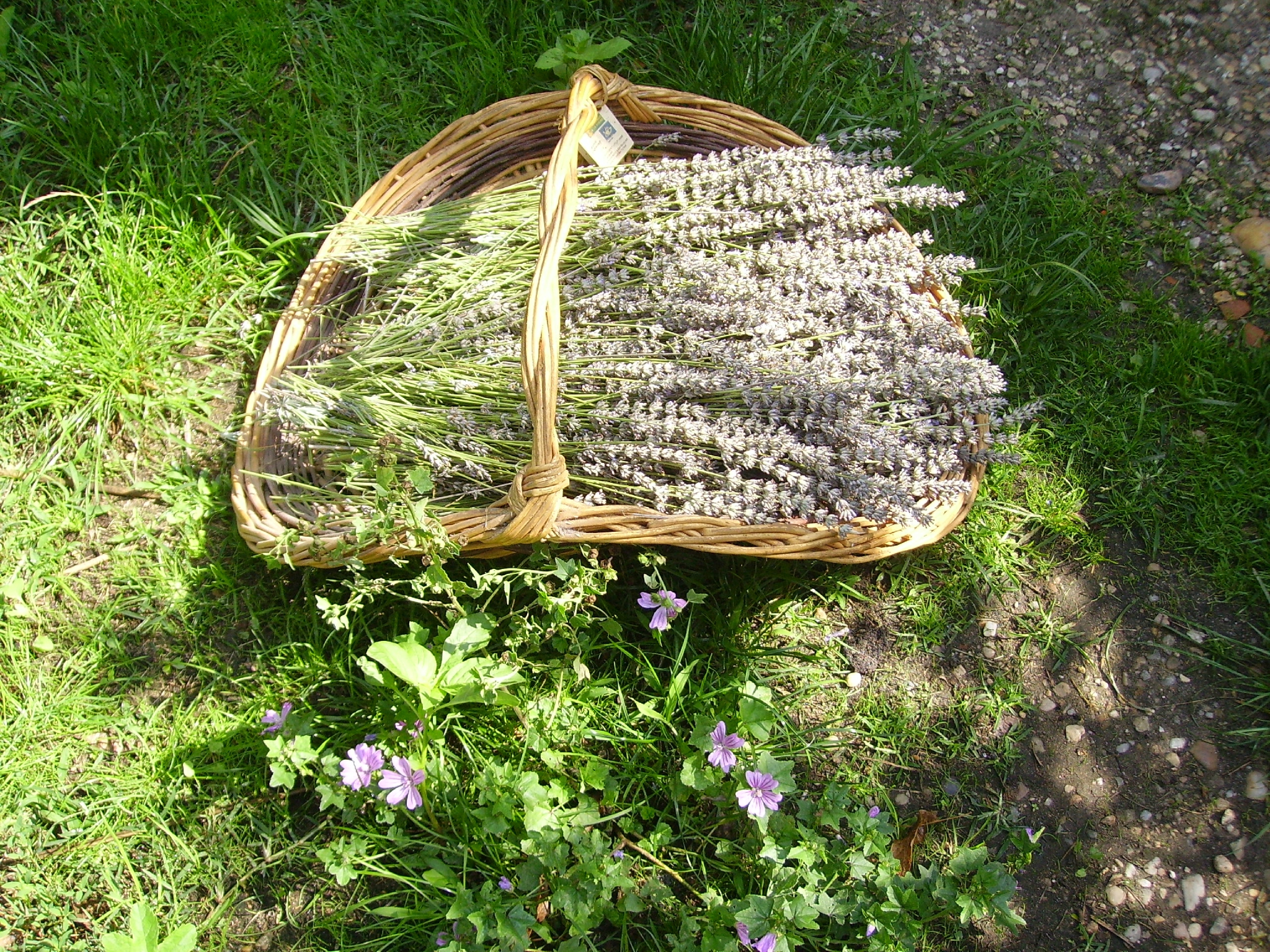 20 Plantes Sauvages Comestibles
