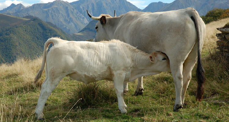 Cultivons Notre Autonomie Paysanne