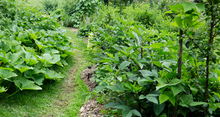 Permaculture - B. Mollison et D. Holmgren