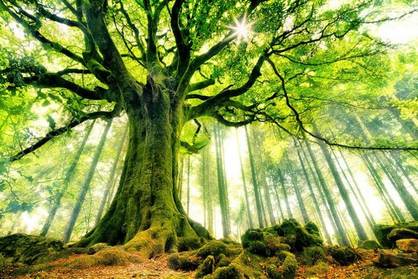 Plantons 1 Million d'Arbres