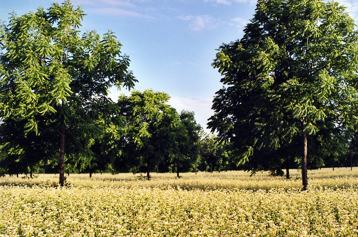 AgroForesterie - 10 Documents PDF