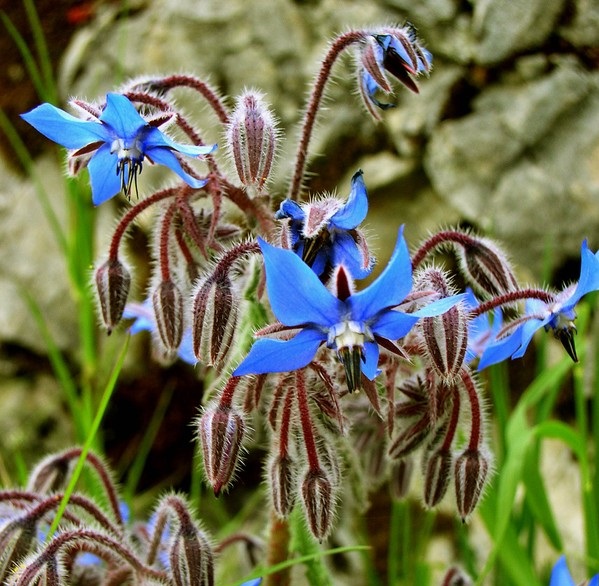Reconnaître les Plantes
