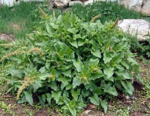 Les Légumes Perpétuels