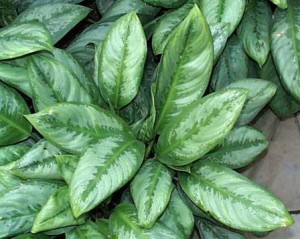 Dépolluer le Sol grâce aux Plantes