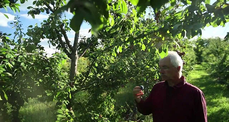 Miracle Farm - Un Verger en Permaculture