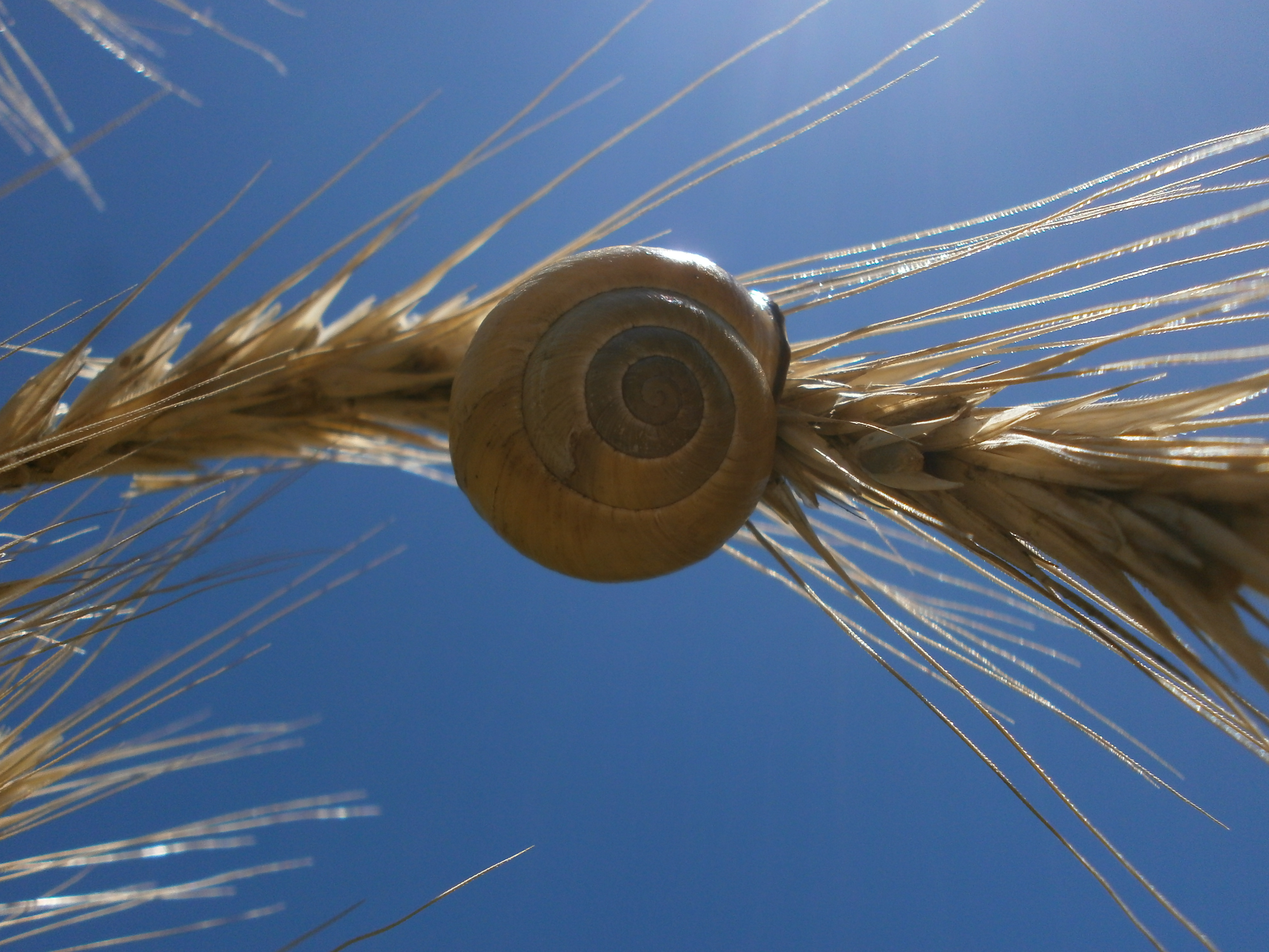 L'Arbre Fay - Jardin Maraîcher Agroécologique
