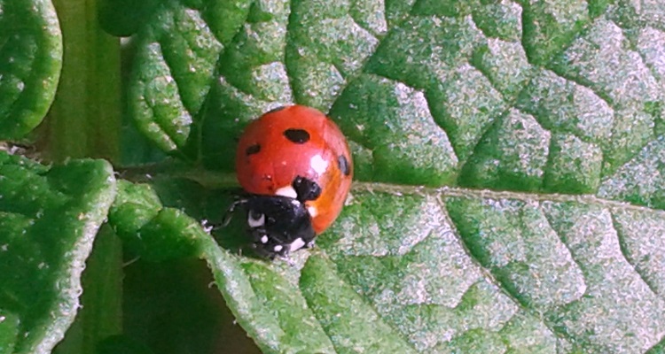 La Biodivertité, base du jardinage naturel