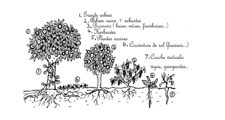 Permaculture - Présentation PDF