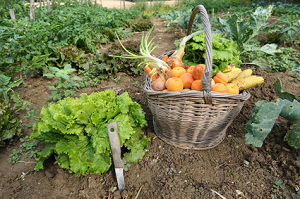 TOUS AU POTAGER 2