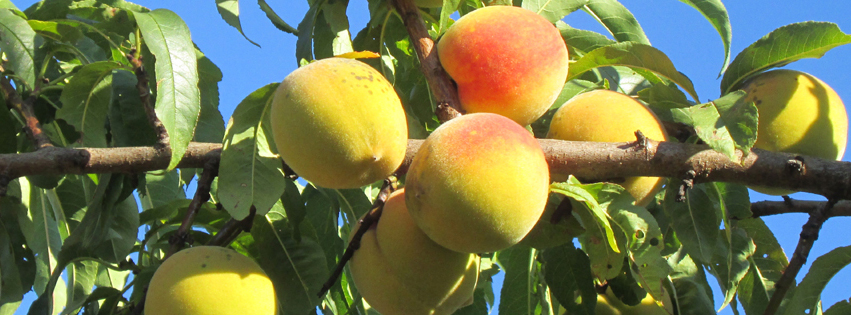 Parrainer 500 Arbres Fruitiers Et Forestiers