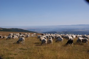 Un premier palier déjà franchi: l'acquisition d'un petit troupeau de brebis