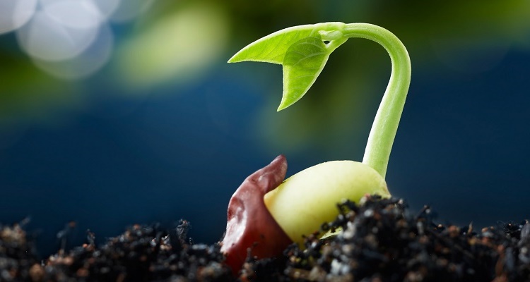 Invitation à Débat sur la pérennité des Semences Non Répertoriées - Forum SpotJardin