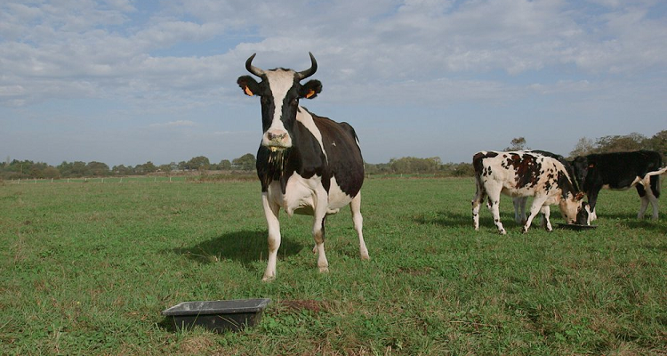 Le Veau, la Vache, et le Territoire - Documentaire