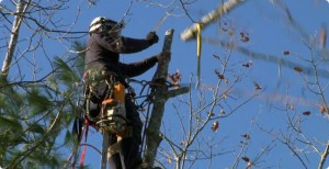 demontage d'arbre