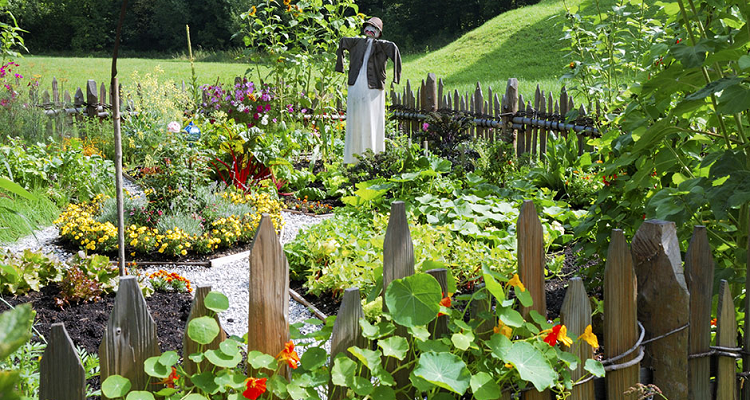 Mon Premier Potager Permanent - Formation en Ligne
