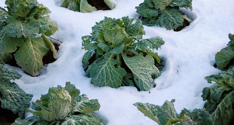 Légumes à Planter en Hiver