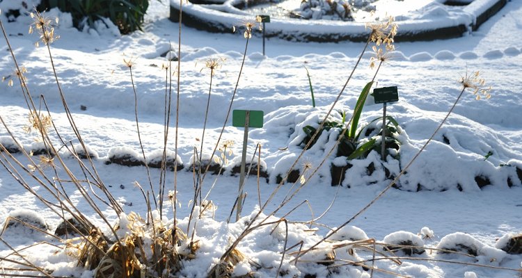 Maraîchage d’Hiver : Les Bonnes Idées d’Eliot Coleman