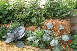 micro jardin 5