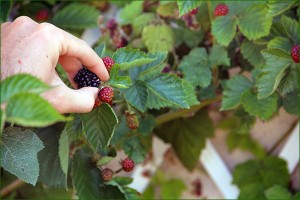 micro jardin 8