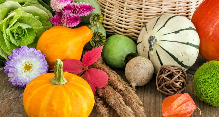 PDF - Culture Légumière en Agriculture Biologique