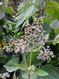 IMG_20161002_143045