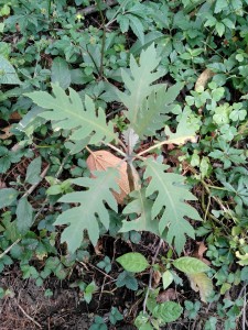 IMG_20161002_143441