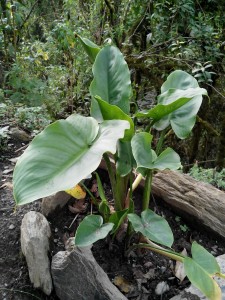 IMG_20161002_154231
