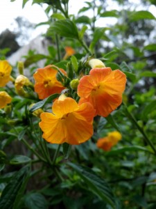 IMG_20161009_124710