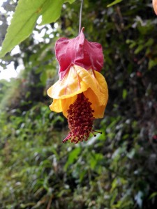 IMG_20161009_130404
