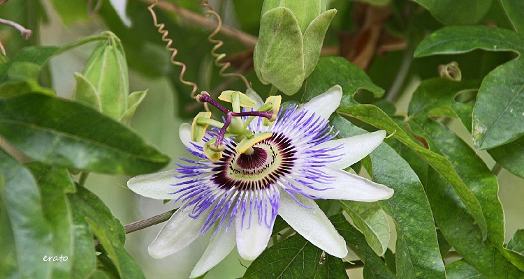 Plantes et Fleurs de Colombie