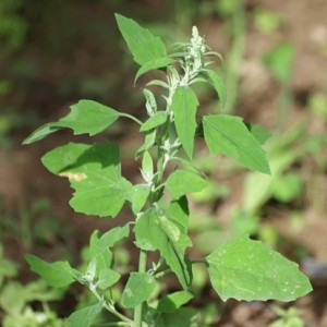 chenopode-blanc