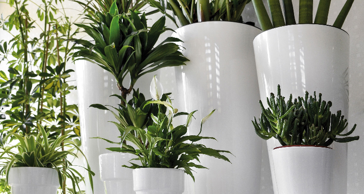 Les Plantes Dépolluantes
