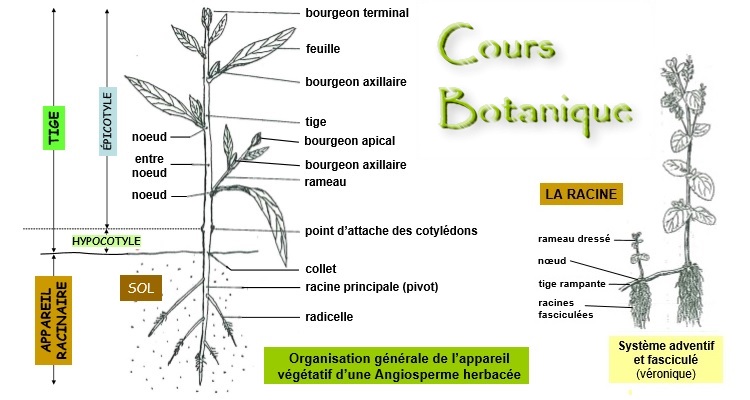 Cours de Botanique en PDF à Télécharger