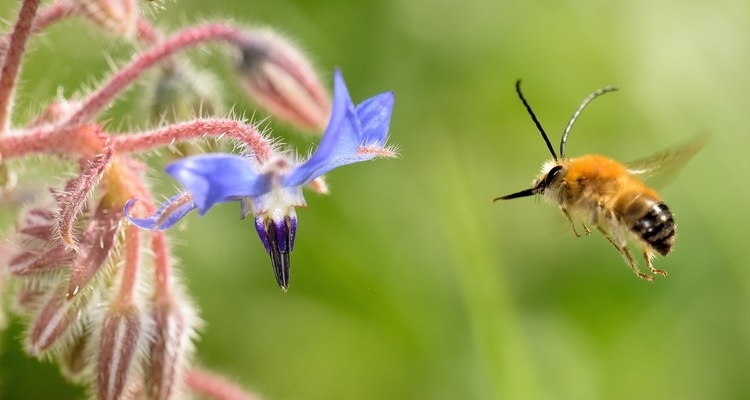 Les Abeilles et l'Agriculture Biologique - PDFs