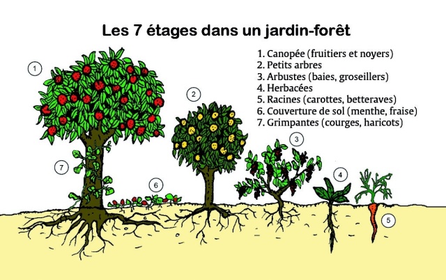 Schéma des étages du Jardin Forêt