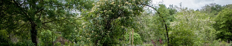 La Forêt Comestible