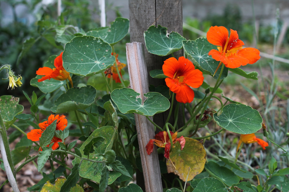 Jardiner Futé : un site de jardinage bio en permaculture