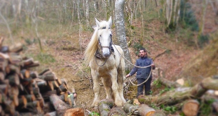 Formation Sylviculture Douce