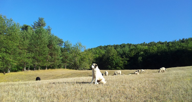 La place de la question animale dans les écolieux