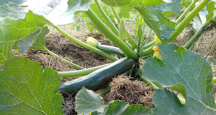 Le Jardin des Oliviers - Micro-ferme en Permaculture