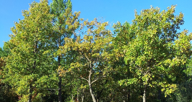 Comment créer votre jardin-forêt ? - Vidéo Conférence